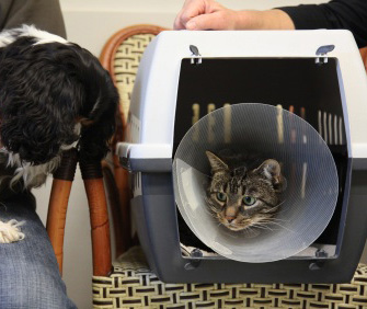 Cat waiting for the vet Cat waiting for the vet